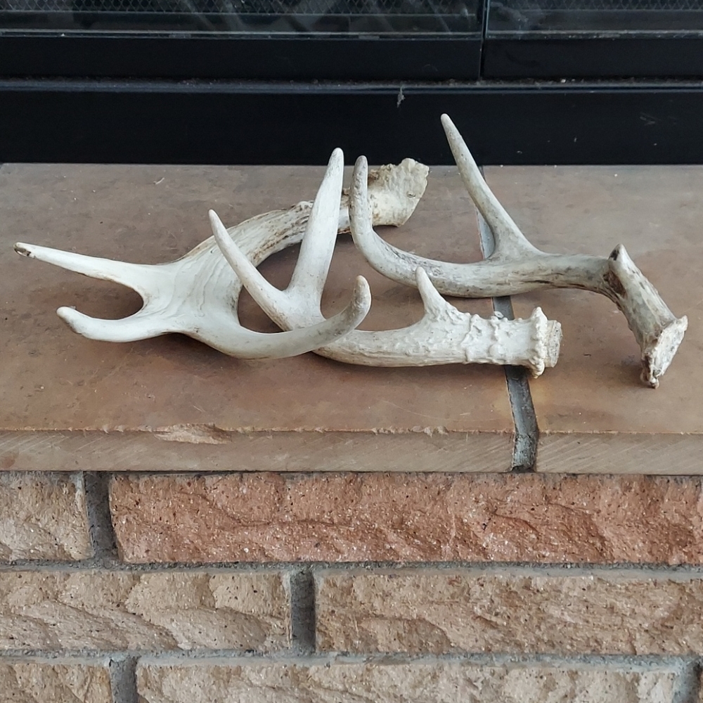 Asst deer antlers